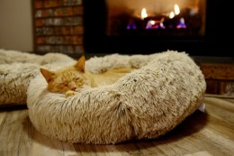 5 аксесоара, които всяка щастлива котка трябва да има у дома