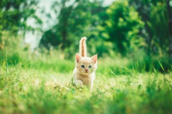 Как да храните котката си правилно според възрастта ѝ?