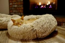 5 аксесоара, които всяка щастлива котка трябва да има у дома